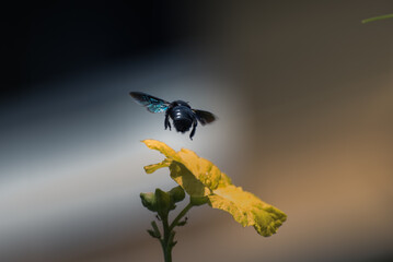 The Bee Story