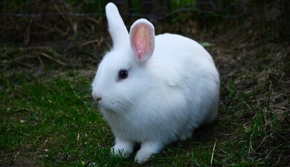hase, tier, hase, gras, ostern, h&uuml;bsch, wei&szlig;, haustier, s&auml;ugetier, fell,