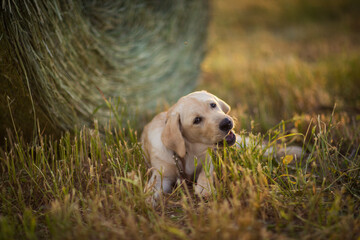 Obraz premium fawn labrador in a wheat field at sunset