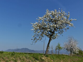 Blühender Baum auf Wiesenhang mit blauem Himmel