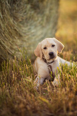 fawn labrador in a wheat field at sunset