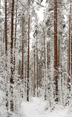 Footpath in snow-covered forest