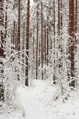 Footpath in snow-covered forest
