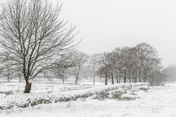 Fototapeta na wymiar Snow covers the landscape