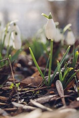 white snowdrops in the forest