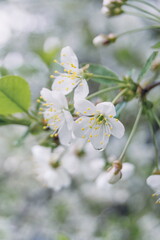 Spring white cherry flowers on trees. Beautiful, white spring flowers bloom on trees in the forest