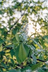 Spring white flowers of lilac on trees. Beautiful, white spring flowers bloom on trees in the forest