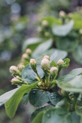Buds of apple tree. Young green leaves blooming on the tree. Unblown bud of fruit tree in spring. Spring garden. first tree shoots
