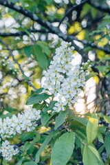 Spring white flowers of lilac on trees. Beautiful, white spring flowers bloom on trees in the forest