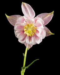 Naklejka na ściany i meble Rosy flower of aquilegia, blossom of catchment closeup, isolated on black background