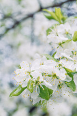Spring white cherry flowers on trees. Beautiful, white spring flowers bloom on trees in the forest