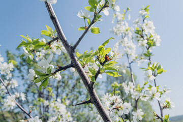 Red ladybug on white spring cherry flowers