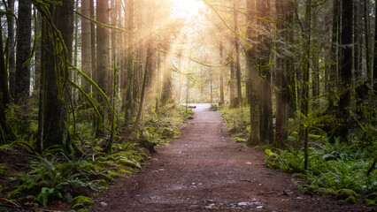 Beautiful Path in the Rainforest during a wet and rainy day. Lynn Canyon Park, North Vancouver, British Columbia, Canada. Nature Forest Background. Art Render