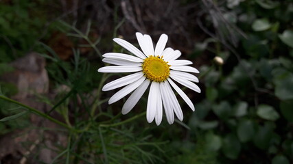white daisy flower