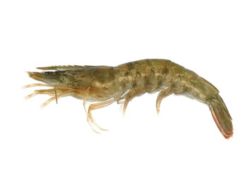 Obraz na płótnie Canvas Fresh single living shrimp isolated on white background