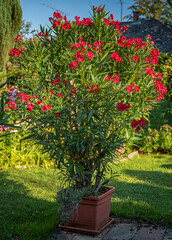 Nice red oleander in the garden in summer