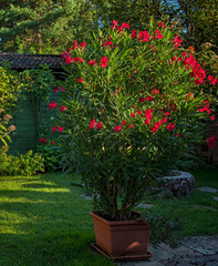 Fototapeta na wymiar Nice red oleander in the garden in summer
