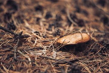 Hidden mushroom under the autumn leaves