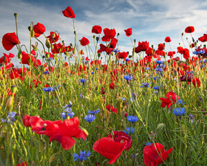 Nice colorful poppy field in spring