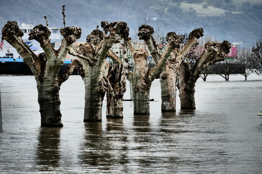 B&auml;ume stehend im Hochwasser