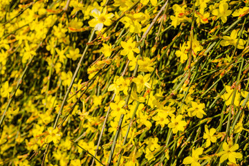 Tiny yellow blooming flowers, Jasminum nudiflorum, the winter jasmine 
