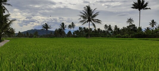 rice field