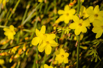 Tiny yellow blooming flowers, Jasminum nudiflorum, the winter jasmine 