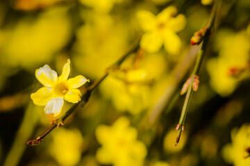 Tiny yellow blooming flowers, Jasminum nudiflorum, the winter jasmine 