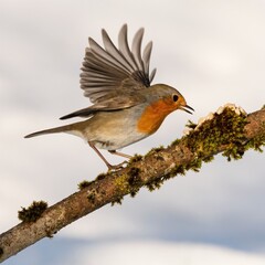 bird, robin, wild lebende tiere, natur, tier, ast, baum, rot, wild, winter