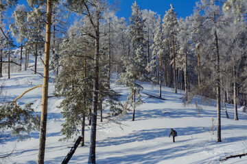 snow covered trees