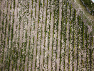 Obraz premium looking the vineyards of sangiovese from a drone