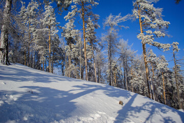 snow covered trees