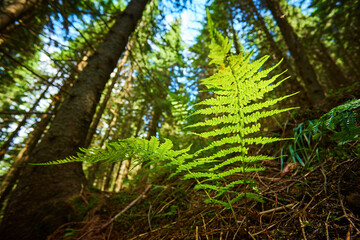 Detailed shot of a beautiful fern leaf illuminated by sunbeams. Bright spring sunbeams shine through the green leaves of ferns in the depths of a picturesque pine forest in the mountains.