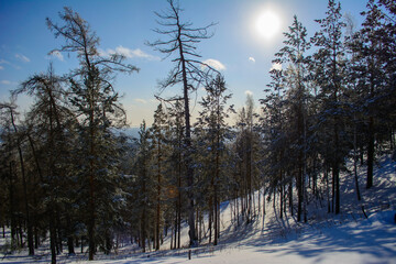 snow covered trees