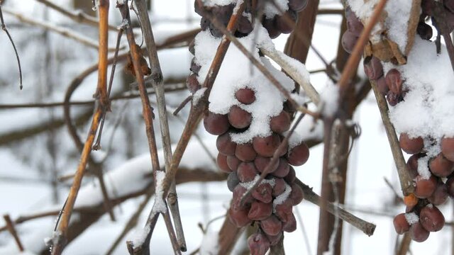 Overripe blue grapes covered with snow in a vineyard. Late harvest.