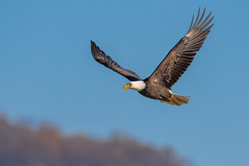  Bald Eagle Flying over the Susquehanna River