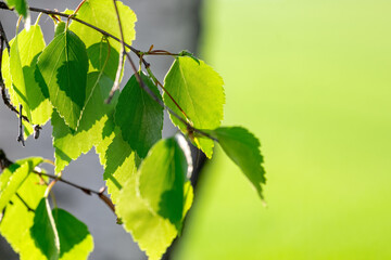 Young juicy green leaves on the branches of a birch in the sun in spring close-up  on the background of birch trunk with a copy of the space