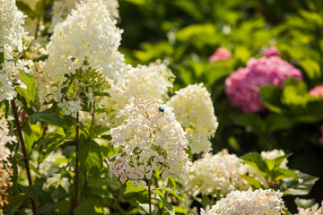 Close up white hydrangeas garden at the garden