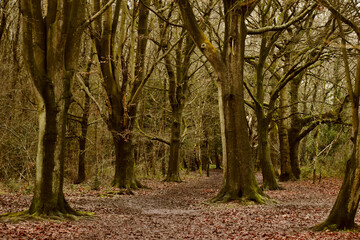 Autumn trees along a path in the wood, Coventry, England, UK