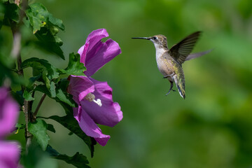 A Beautiful Ruby Throated Hummingbird feeding on a Wild Flower