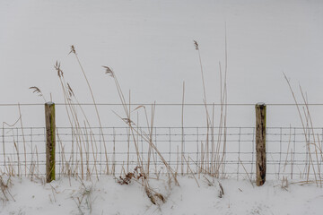 Grass weed in front of fence in winter landscape 