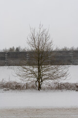 Tree with snow in winter against noise barrier