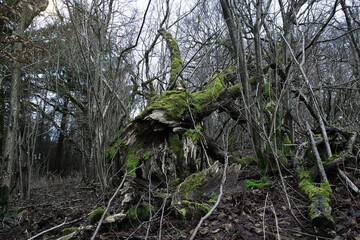 Ein Baum voll Moos