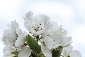 White apple tree blossom flowers blooming in spring, easter time against a natural sky background. Close up. Selective focus
