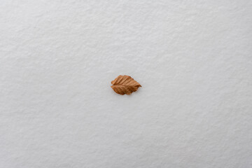 Leaf on virgin snow