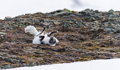 Shot on a trip to Svalbard/Spitsbergen onboard MS/Malmö in June 2019. Image of a arctic fox
