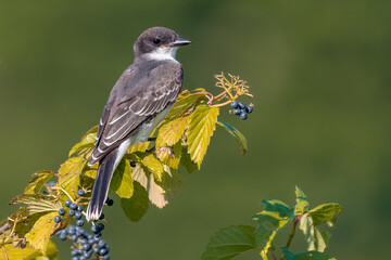 An Eastern Kingbird is perched on a bare branch