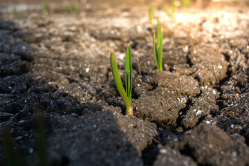 The first spring shoots of garlic in the garden