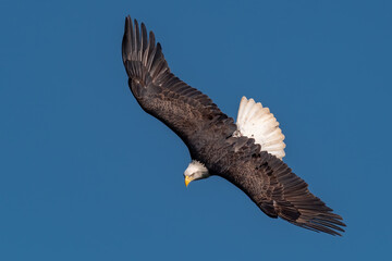 Bald Eagle Flying over the Susquehanna River
