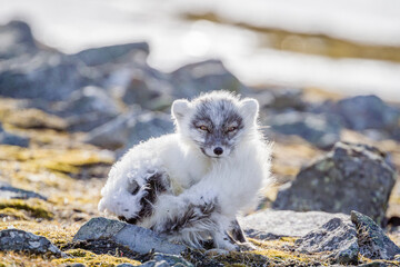 Shot on a trip to Svalbard/Spitsbergen onboard MS/Malmö in June 2019. Image of a arctic fox
